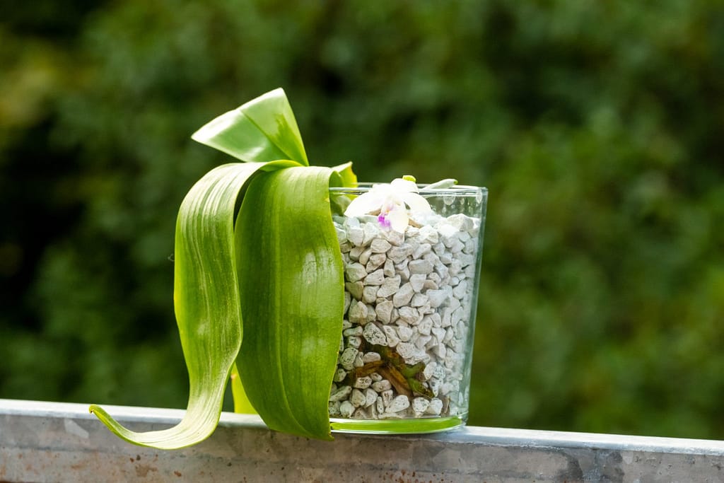 Phalaenopsis fimbriata 2 BVO_2101