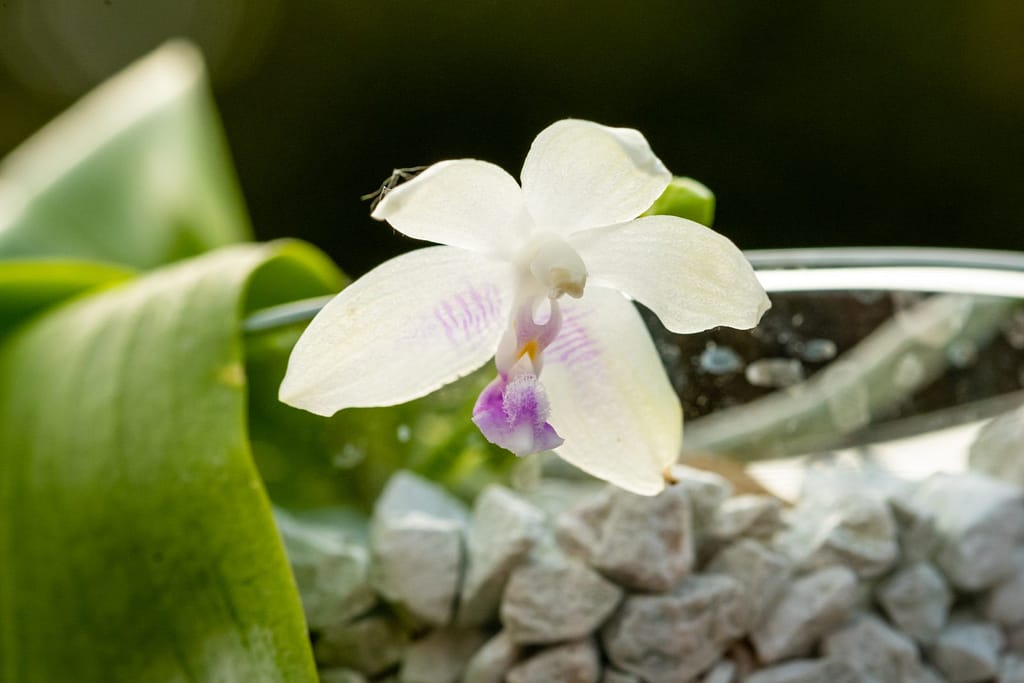 Phalaenopsis fimbriata 3 BVO_2103