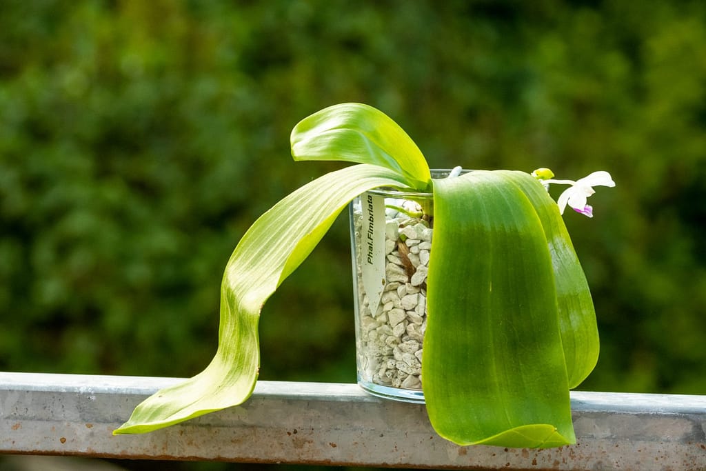Phalaenopsis fimbriata 4 BVO_2105