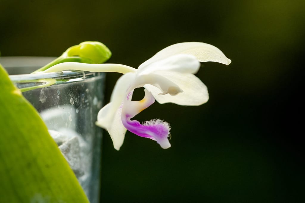 Phalaenopsis fimbriata 5 BVO_2107
