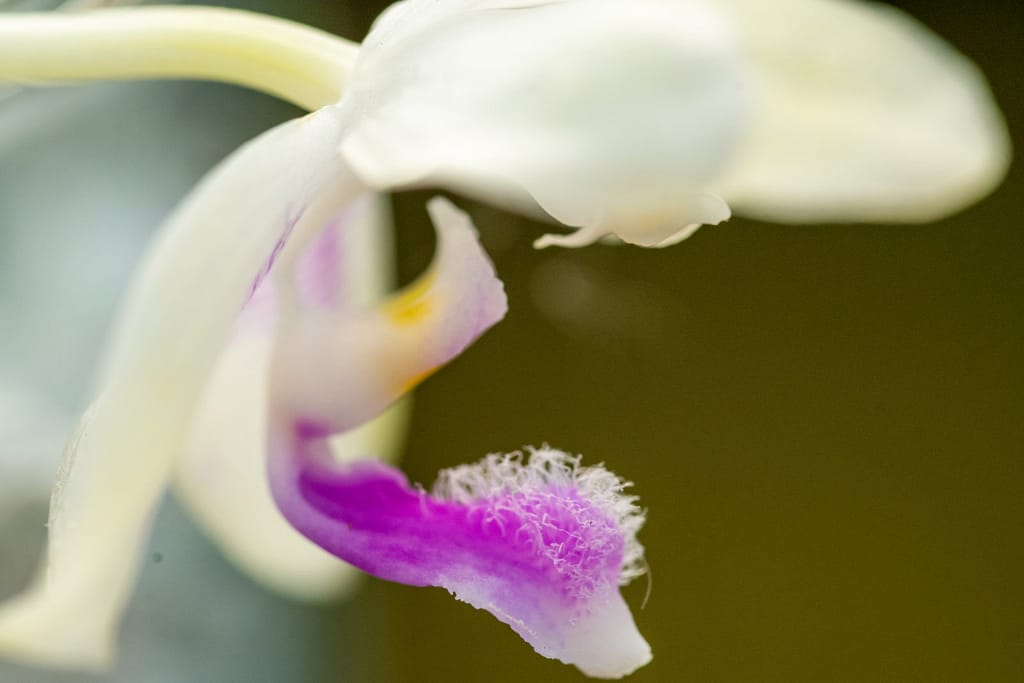 Phalaenopsis fimbriata 6 BVO_2110