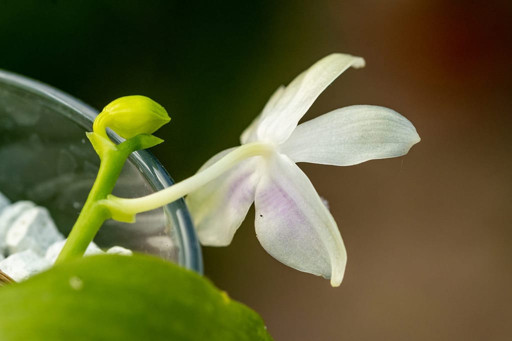 Phalaenopsis fimbriata 7 BVO_2113