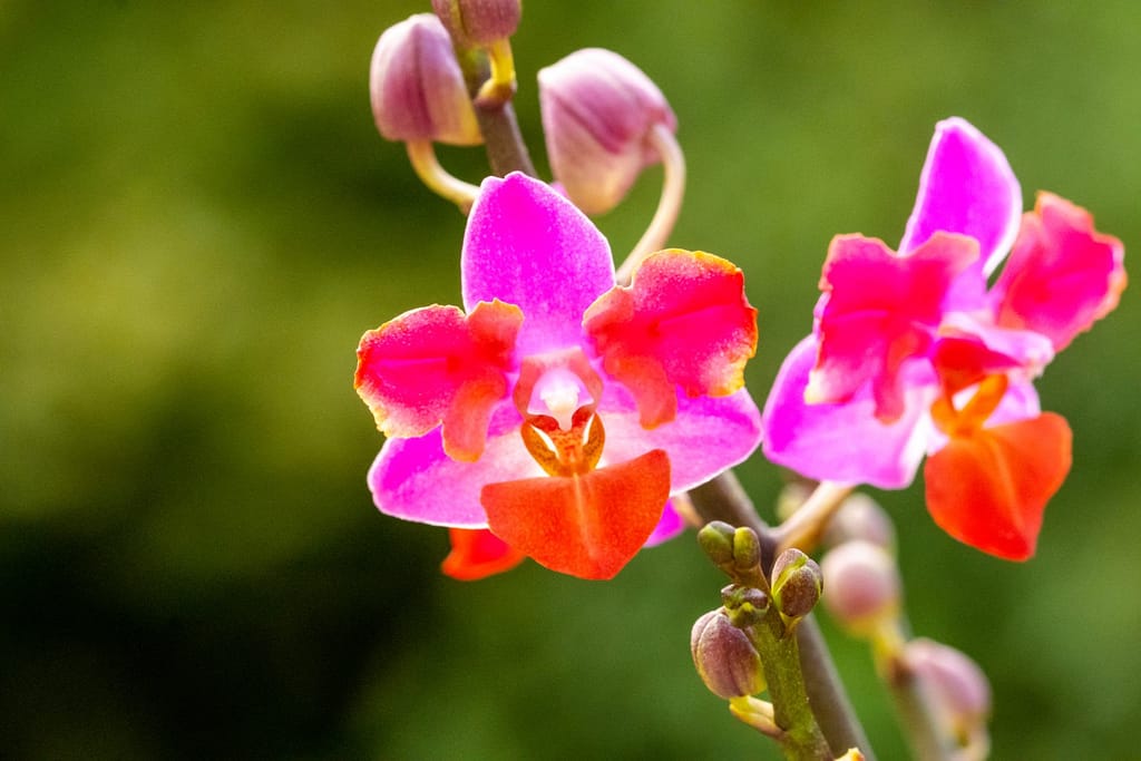 Doritaenopsis Table Mystery 2 BVO_2115