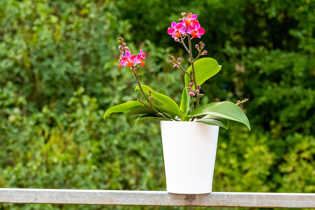 Doritaenopsis Table Mystery 3 BVO_2117