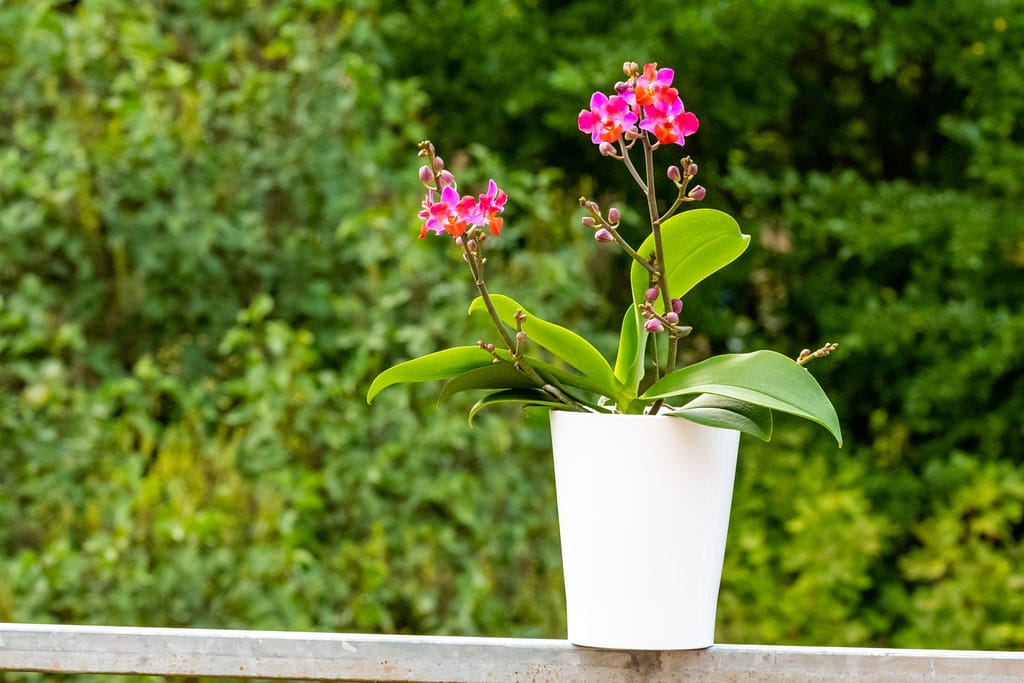 Doritaenopsis Table Mystery 14 BVO_2120