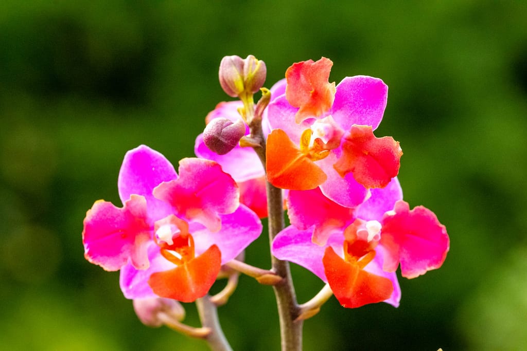 Doritaenopsis Table Mystery 12 BVO_2125