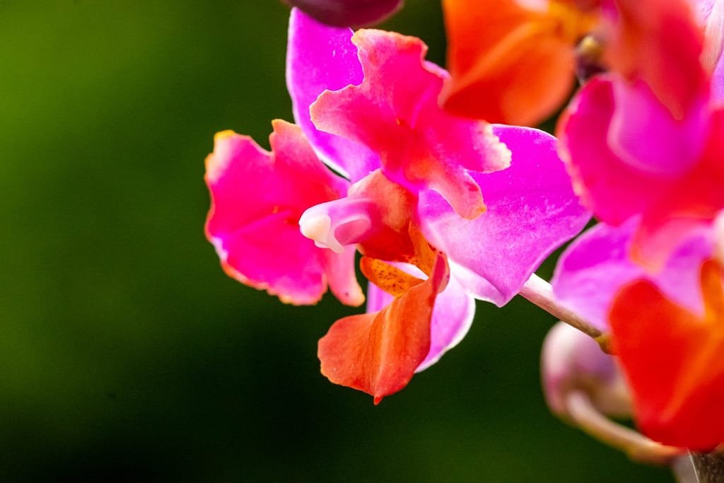 Doritaenopsis Table Mystery 11 BVO_2129