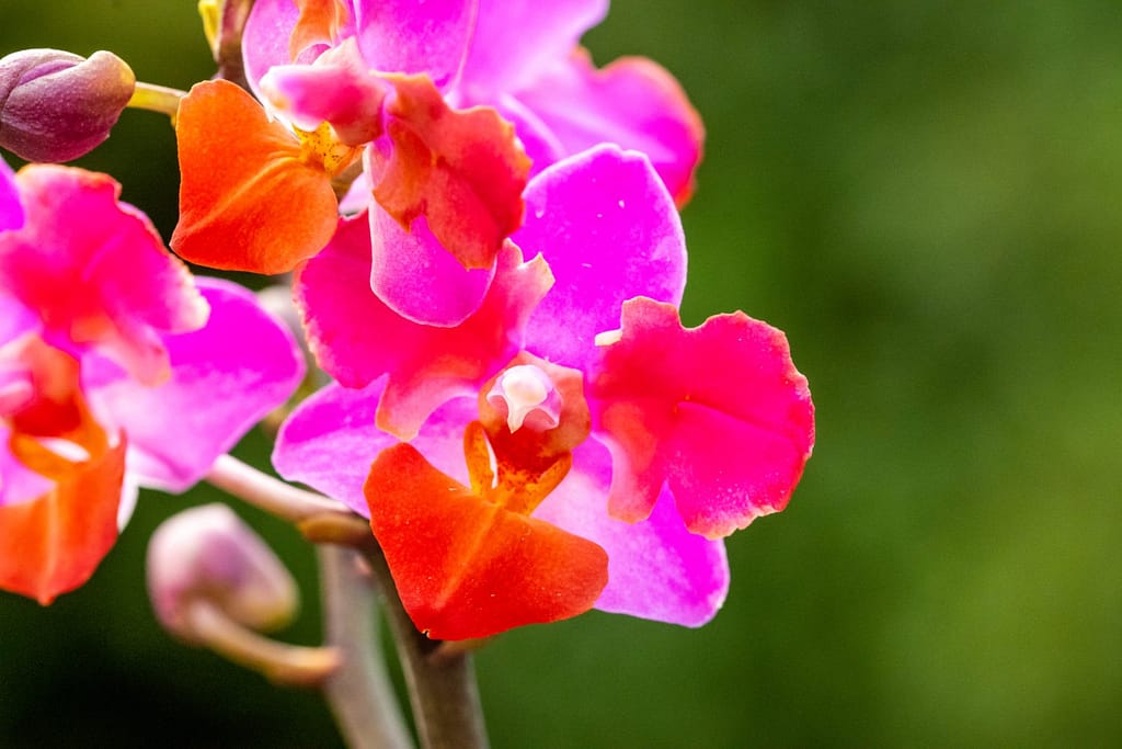 Doritaenopsis Table Mystery 10 BVO_2131