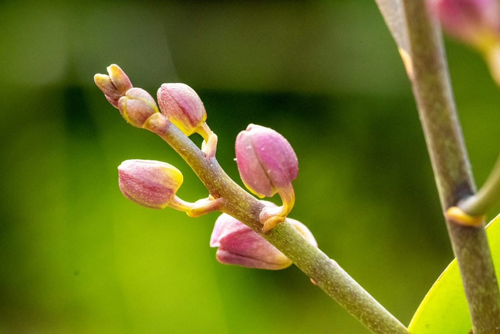 Doritaenopsis Table Mystery 9 BVO_2133