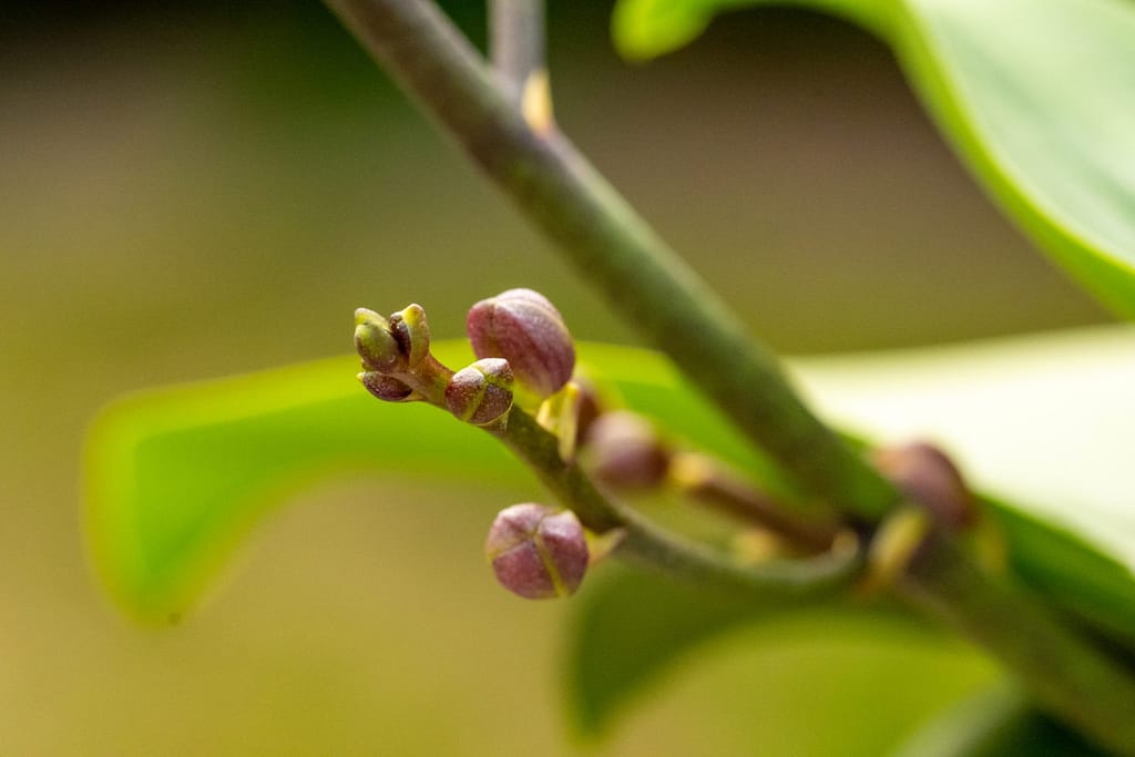 Doritaenopsis Table Mystery 8 BVO_2134