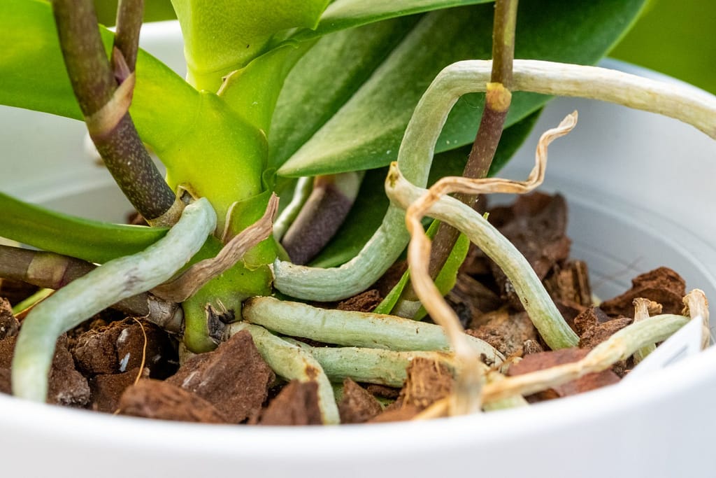 Doritaenopsis Table Mystery 7 BVO_2135