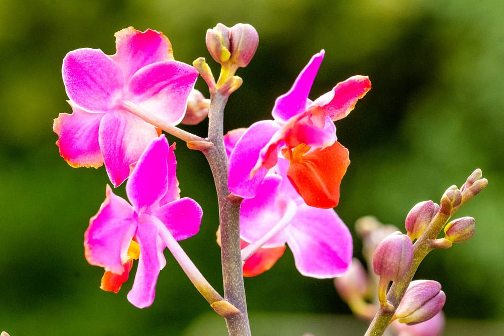 Doritaenopsis Table Mystery 6 BVO_2137