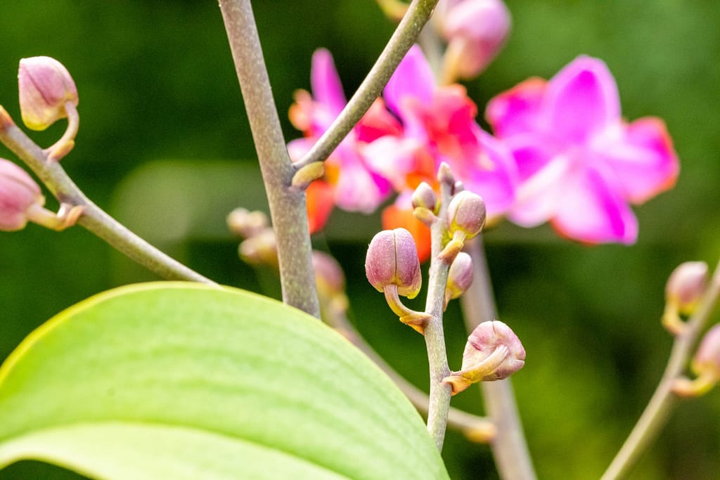 Doritaenopsis Table Mystery 5 BVO_2138