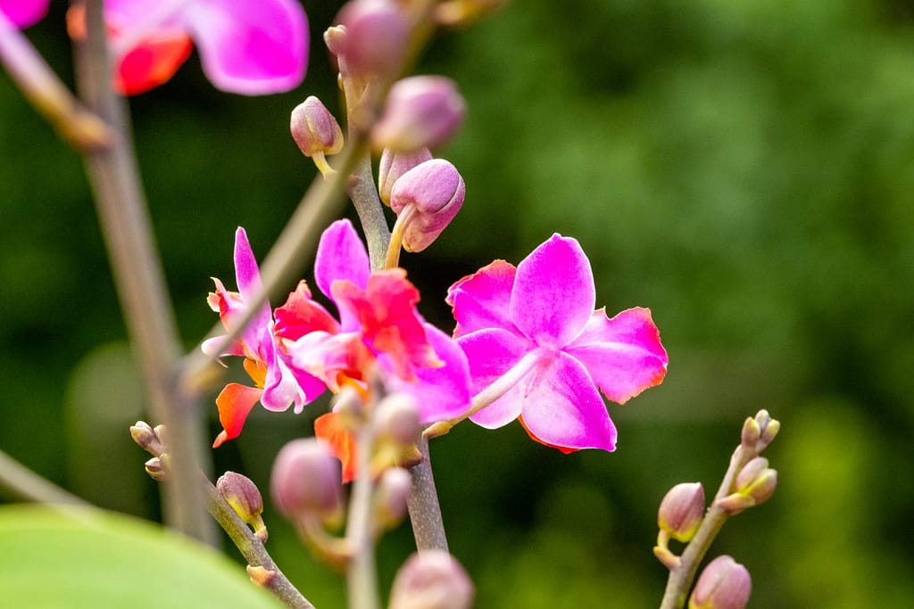 Doritaenopsis Table Mystery 4 BVO_2139