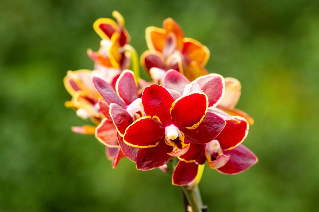 Doritaenopsis Esmee 2 BVO_2141