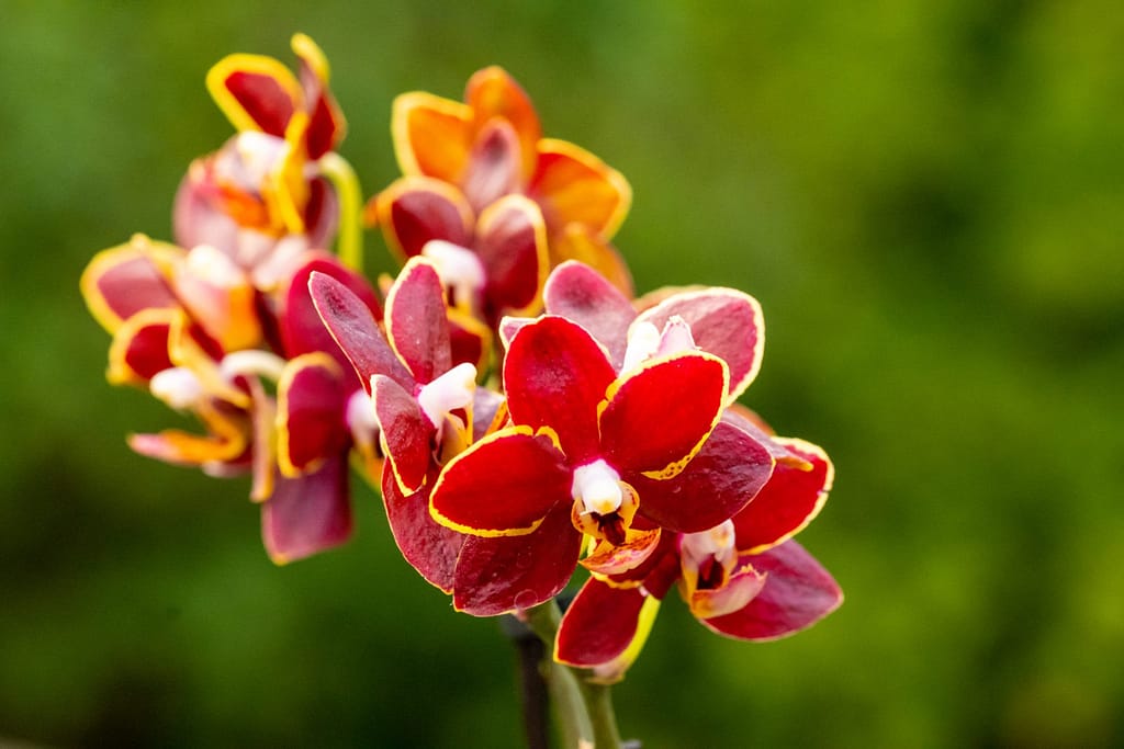 Doritaenopsis Esmee 4 BVO_2162