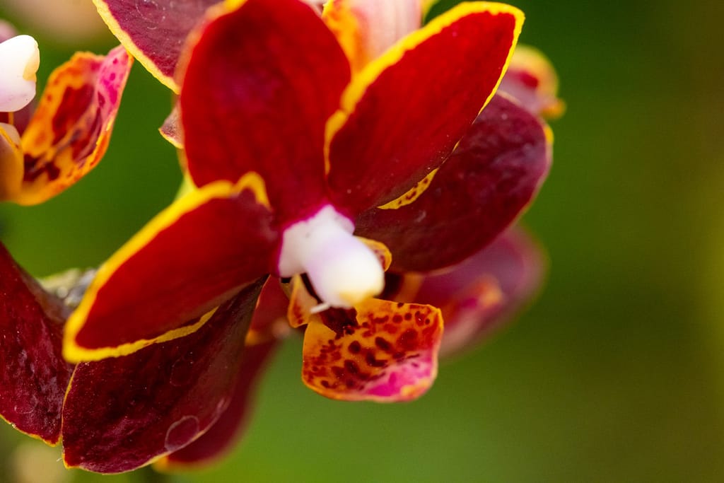 Doritaenopsis Esmee 8 BVO_2164