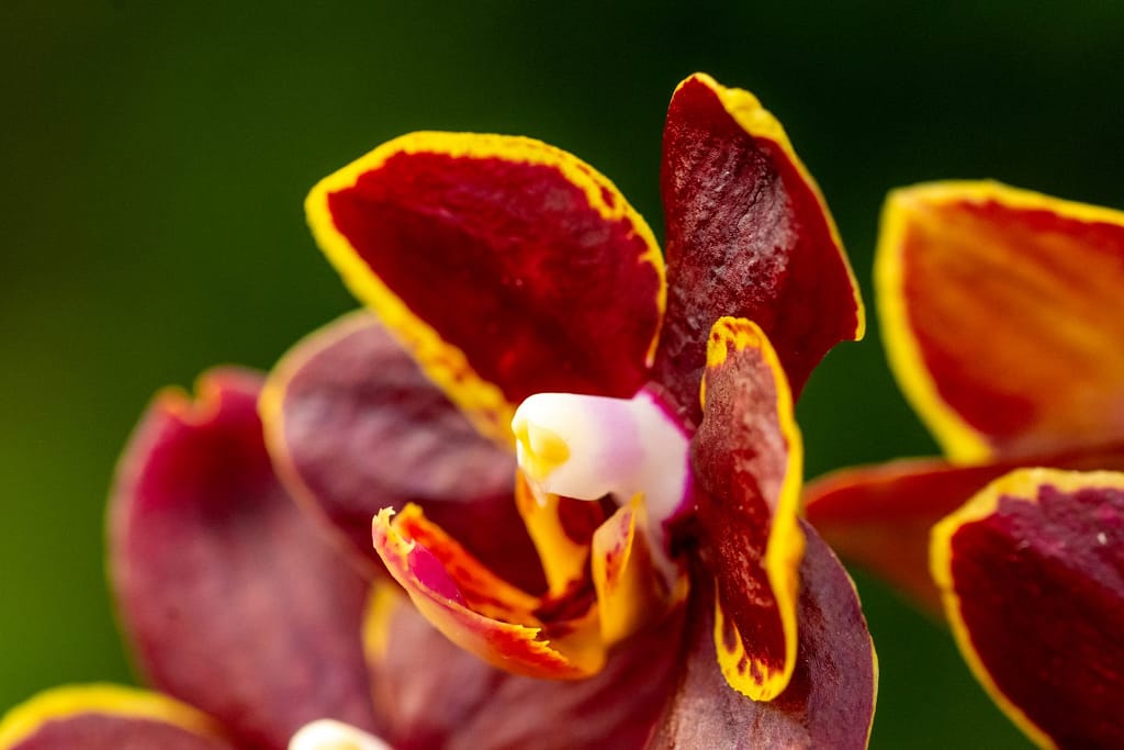 Doritaenopsis Esmee 6 BVO_2166