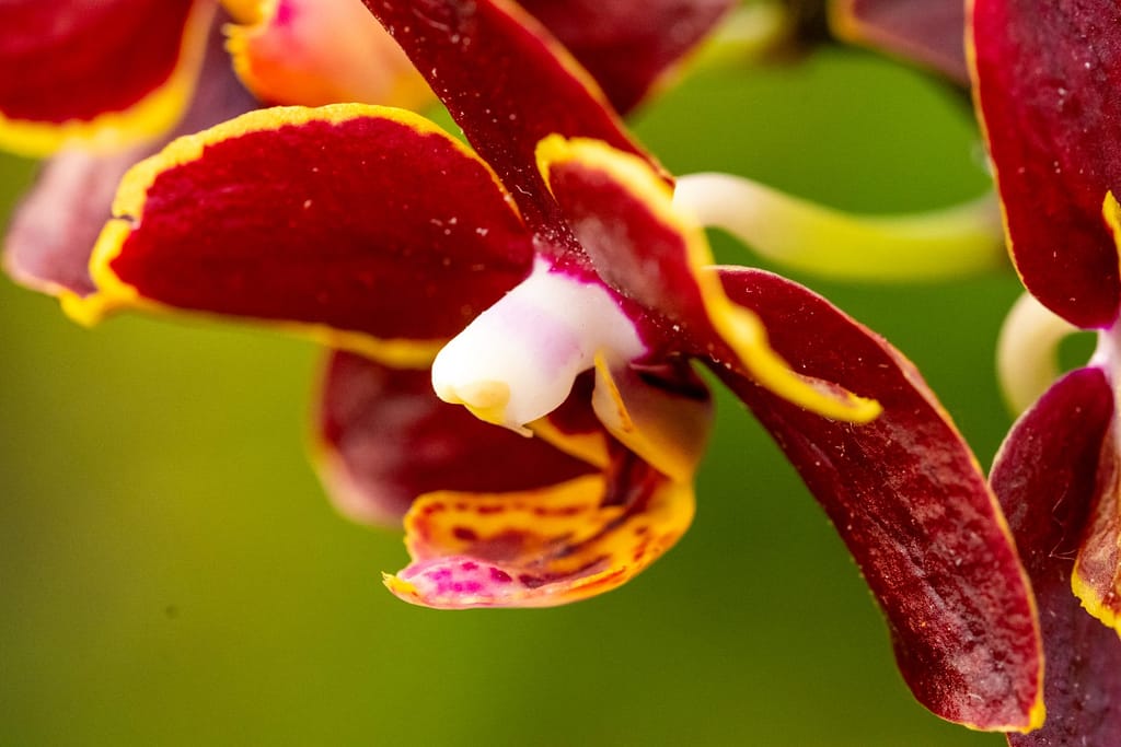 Doritaenopsis Esmee 7 BVO_2170