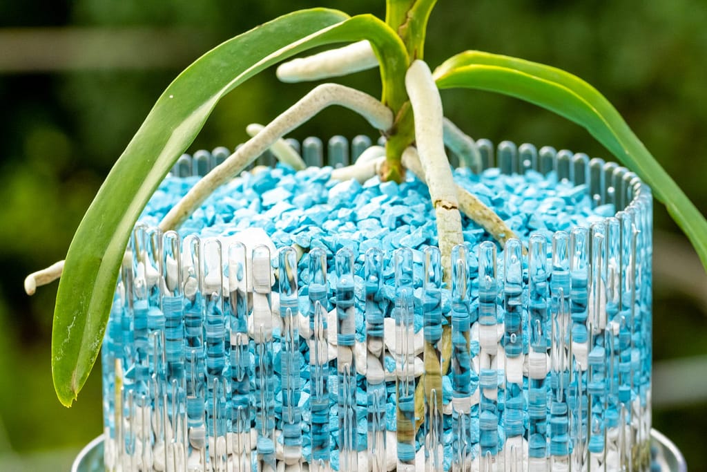 Vanda Lake Michigan 3 BVO_2208