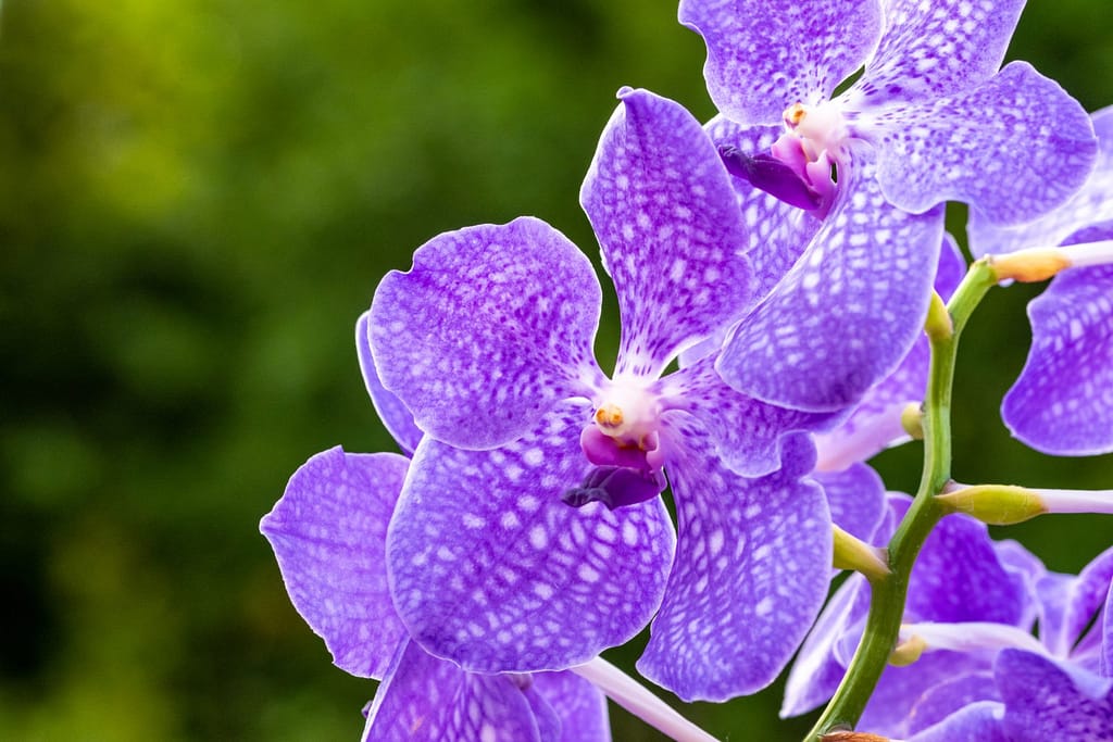 Vanda Lake Michigan 9 BVO_2212