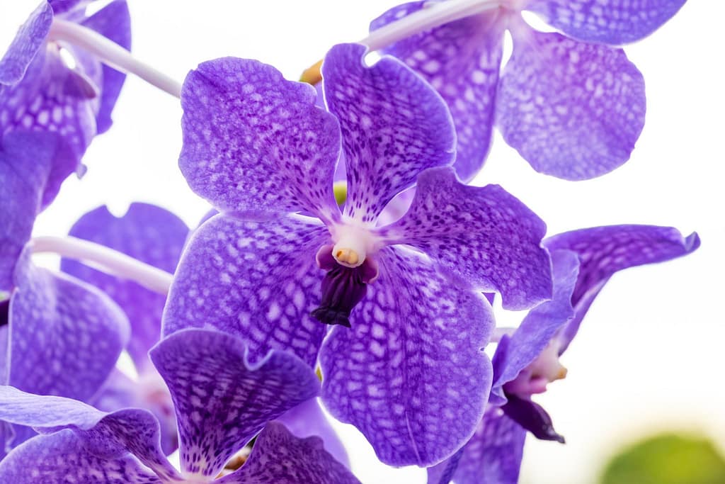 Vanda Lake Michigan 10 BVO_2213