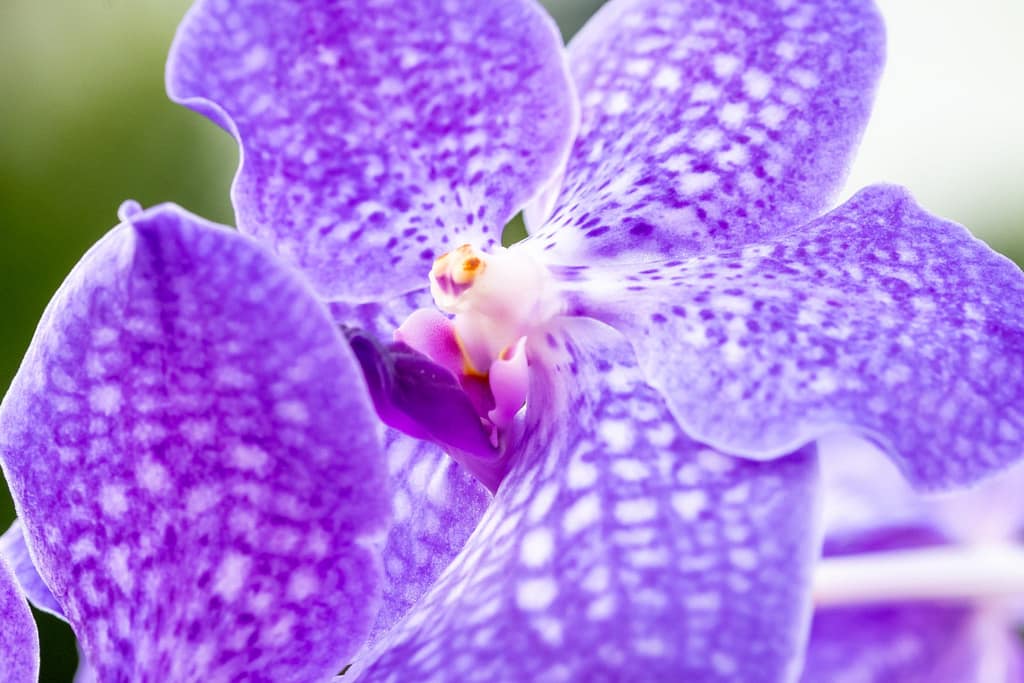 Vanda Lake Michigan 5 BVO_2224