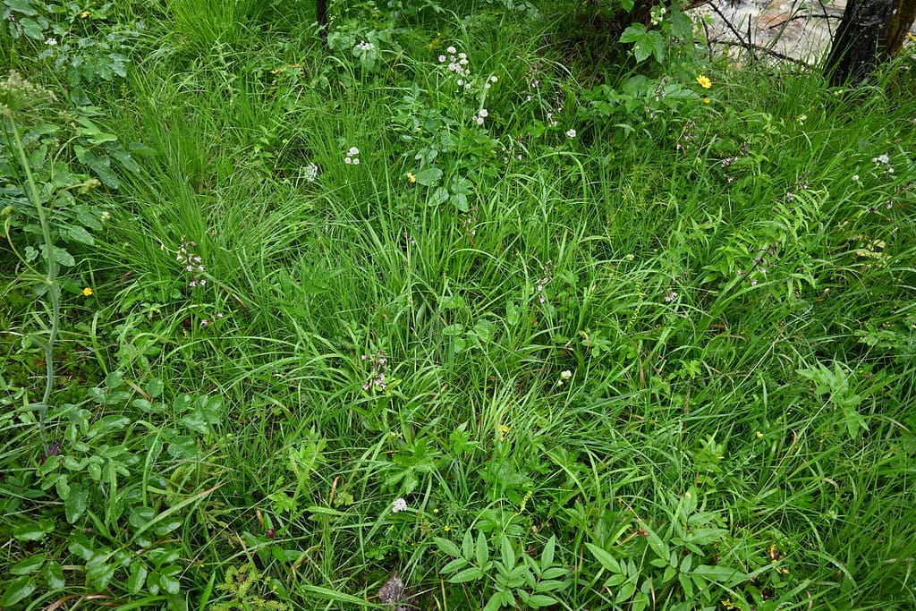 Sumpf-Stendelwurz (Epipactis palustris) 5 117883839_10217454416688502_2781495211792432970_n