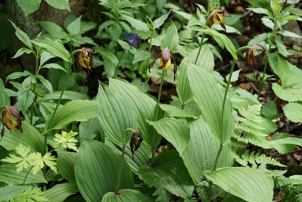 Frauen- & Wanderschuhe 5 IMG 2697