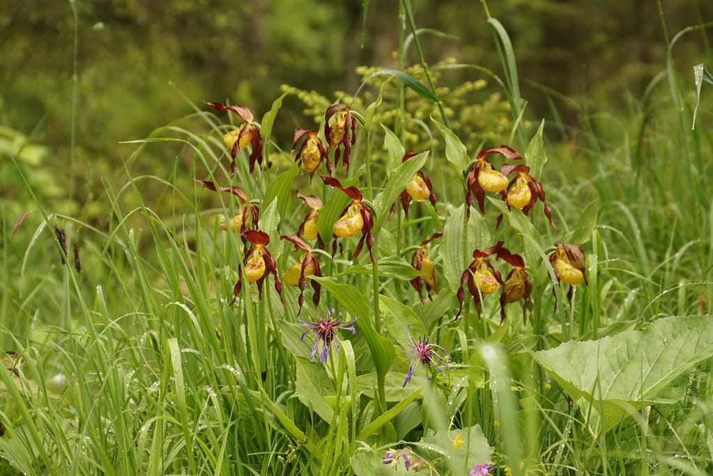 Frauen- & Wanderschuhe 4 Cypripedium calceolus