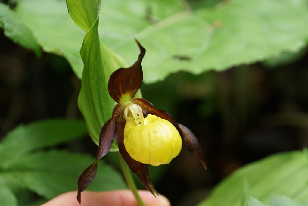 Frauenschuh Orchideen 15 Img 2702