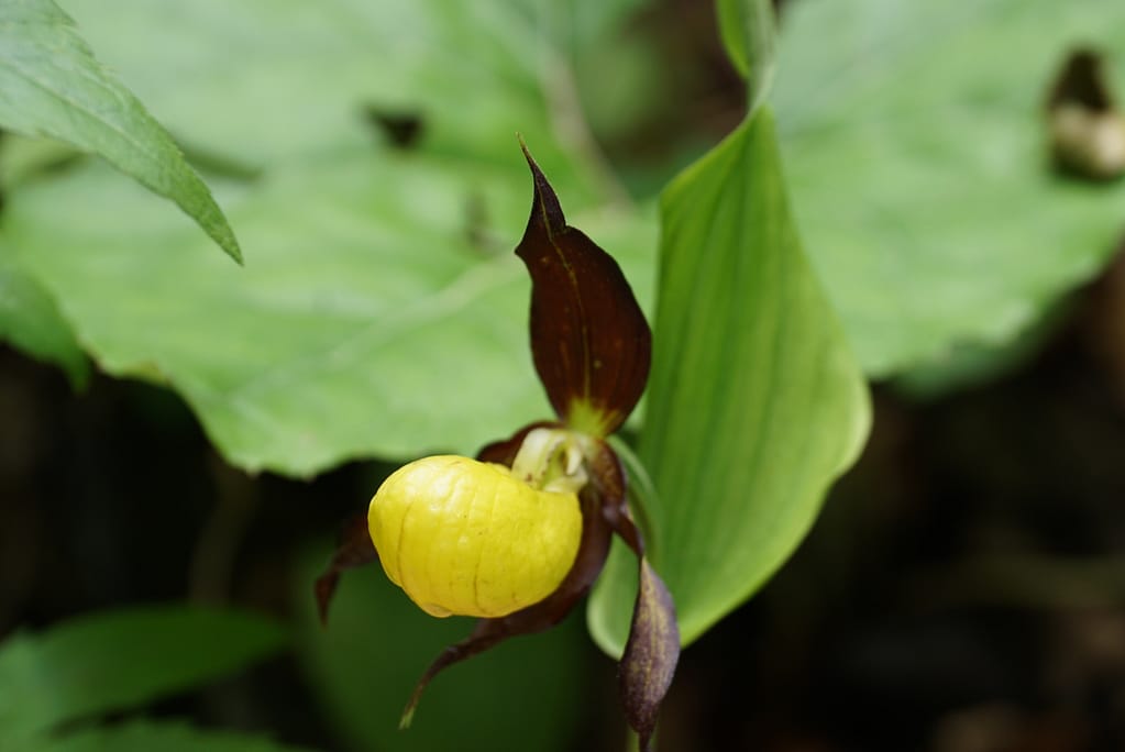 Frauen- & Wanderschuhe 12 IMG_2703