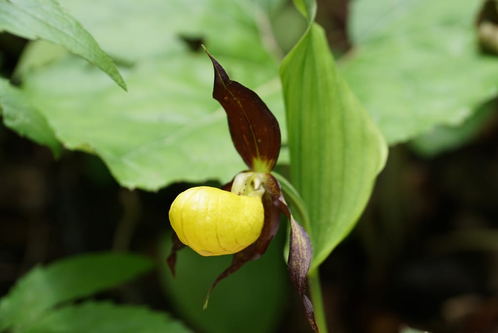 Frauen- & Wanderschuhe 13 IMG_2705