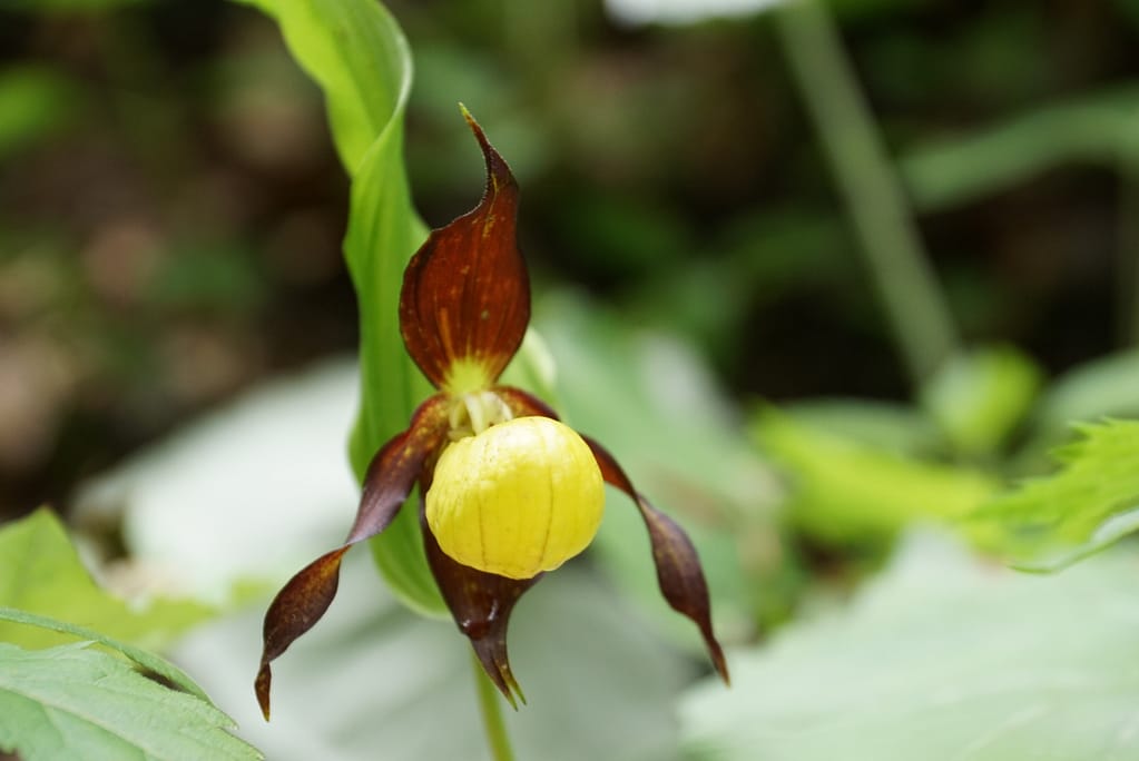 Frauenschuh Orchideen 13 Img 2712