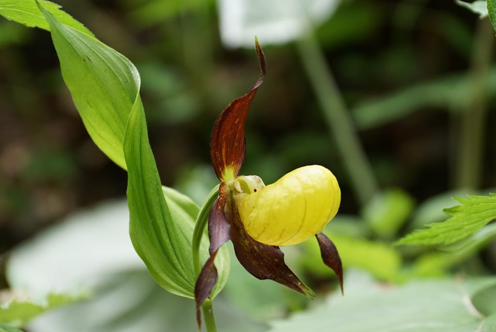 Frauenschuh Orchideen 10 Img 2717