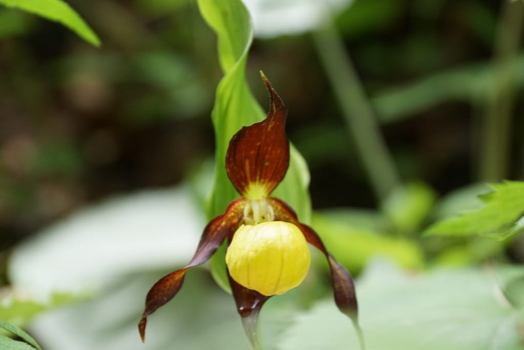 Frauenschuh Orchideen 11 Img 2718