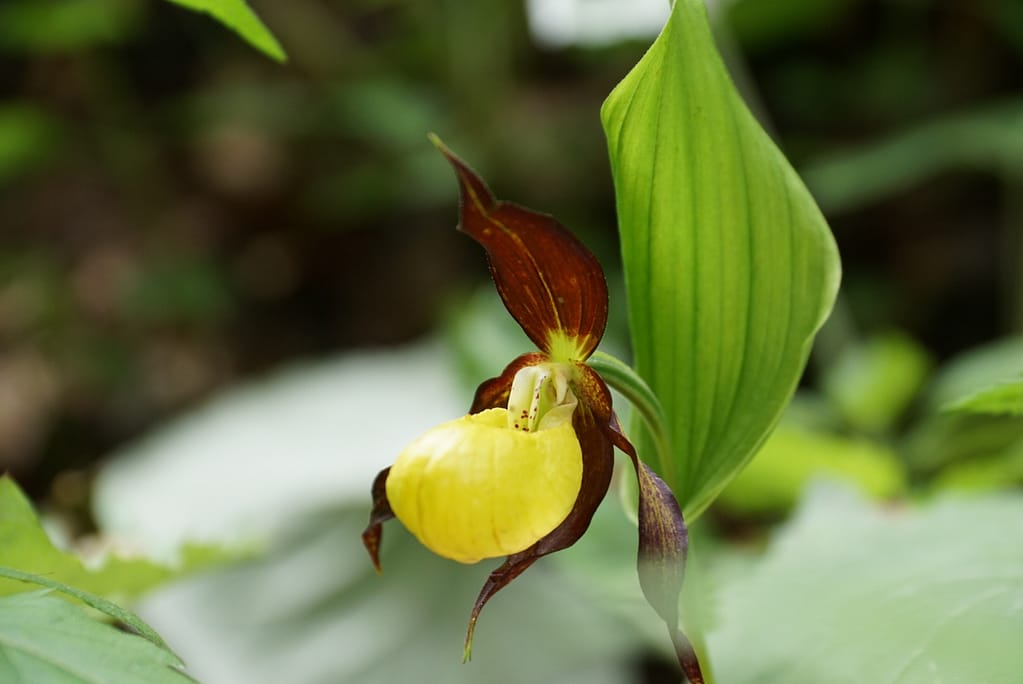 Frauen- & Wanderschuhe 8 IMG_2719