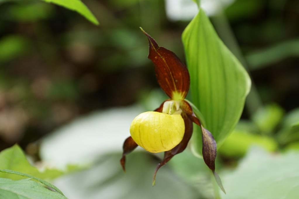 Frauen- & Wanderschuhe 7 IMG_2721