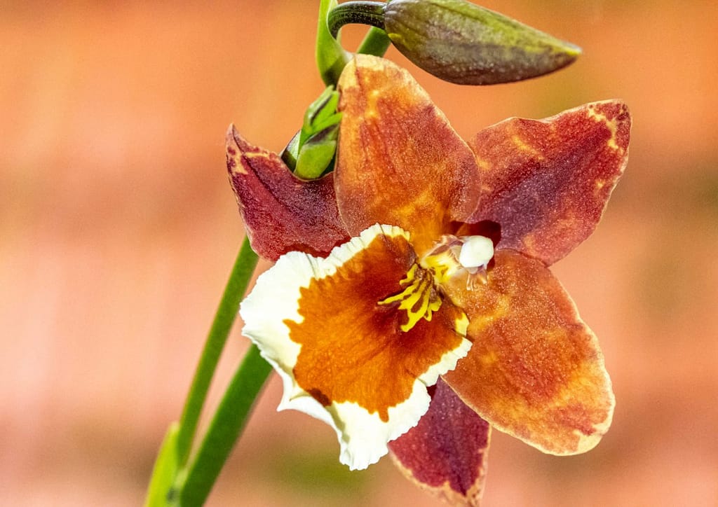 Düngen in Colomi 4 Colmanar Alkmaar 2