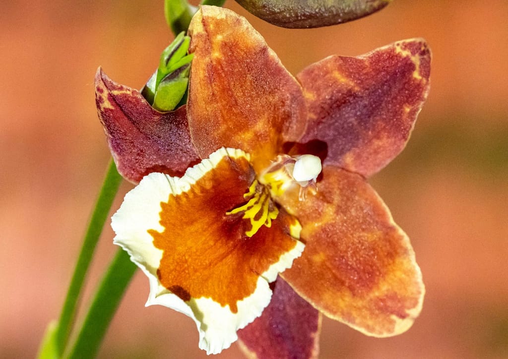 Düngen in Colomi 3 Colmanar Alkmaar 4