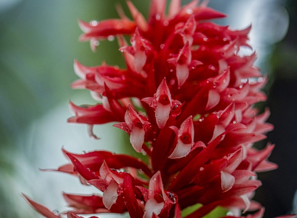 Stenorrhynchos glicensteinii 4 DSC03596