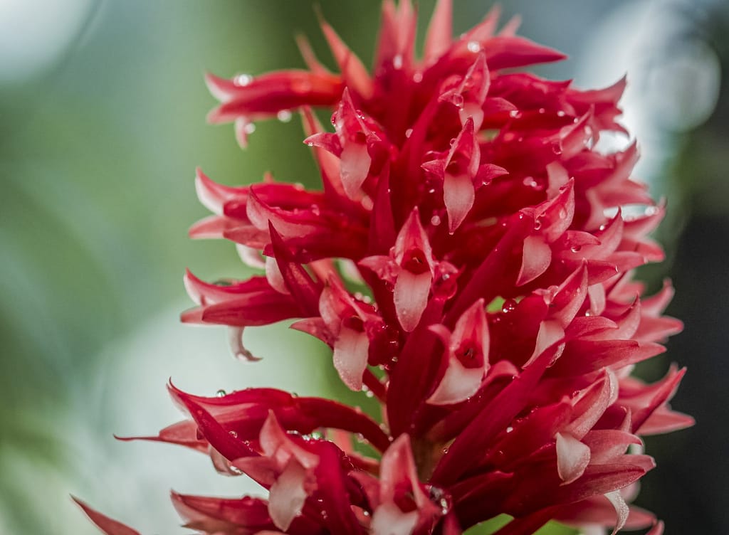 Stenorrhynchos glicensteinii 2 DSC03597