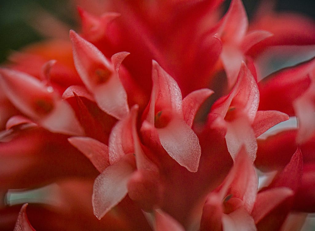 Stenorrhynchos glicensteinii 3 DSC03598_1