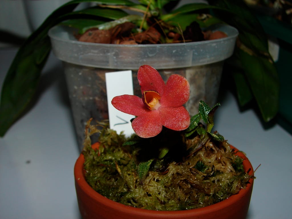 Dendrobium 21 DSC00012