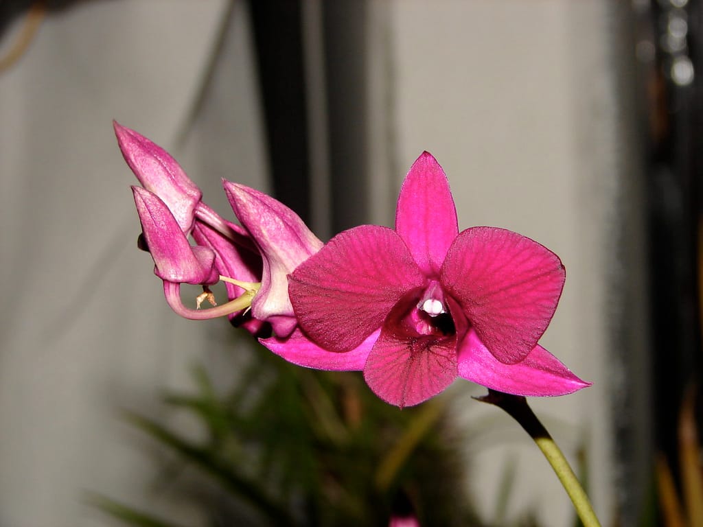 Dendrobium 27 DSC00026