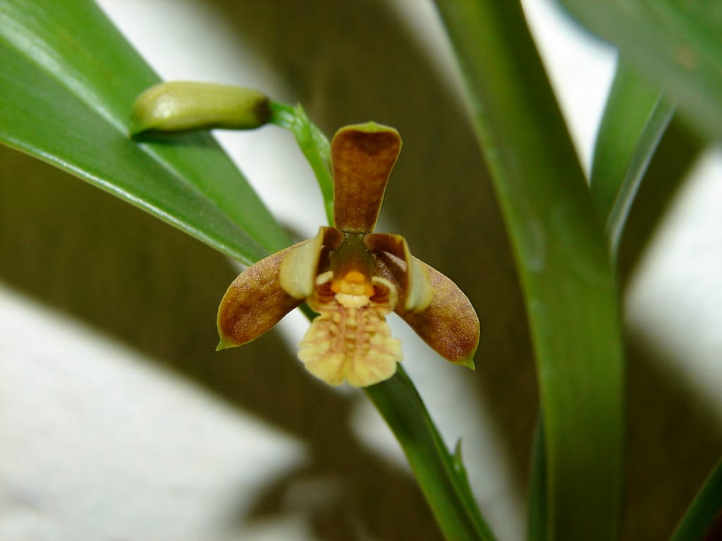 Hallo Orchideenfreunde! 59 DSC01726