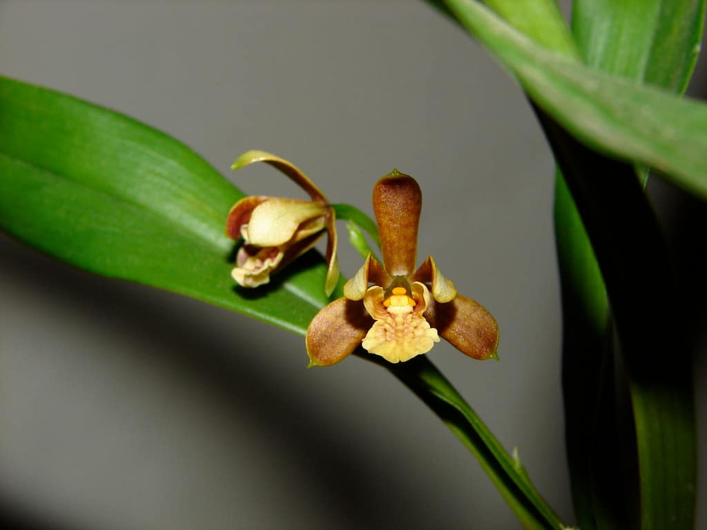 Encyclia 4 DSC01760