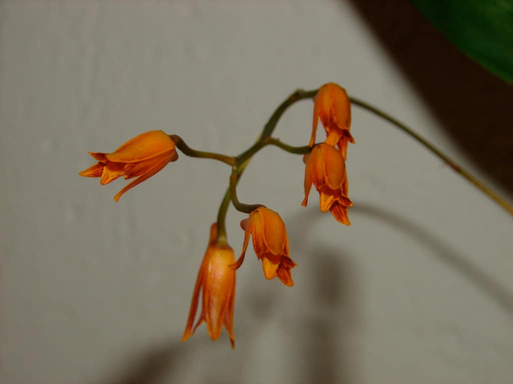 Hallo Orchideenfreunde! 58 DSC02065