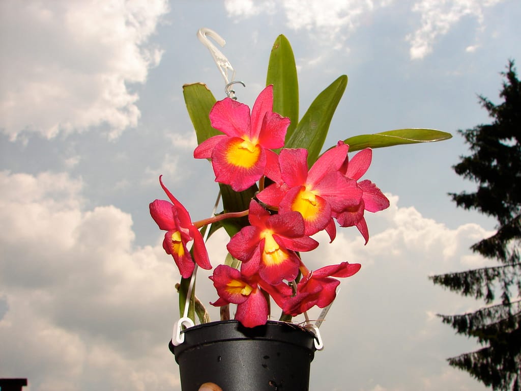 Hallo Orchideenfreunde! 57 DSC02069