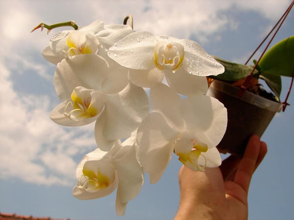 Hallo Orchideenfreunde! 56 DSC02076